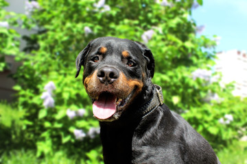 Obraz premium rottweiler on green grass