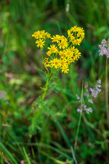 random color summer flowers in green meadow under the sun