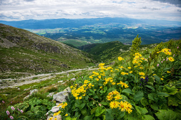 random color summer flowers in green meadow under the sun