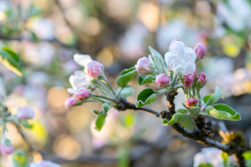 Fototapeta na wymiar Branch on an apple blossom tree, full of pink flowers.