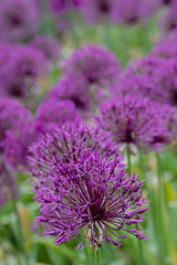 dark purple blossoms of a culivated allium with bee