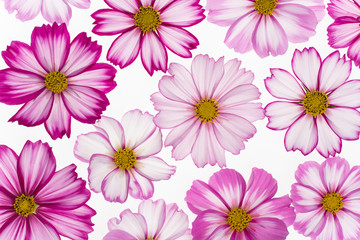 cosmos flower backgrounds