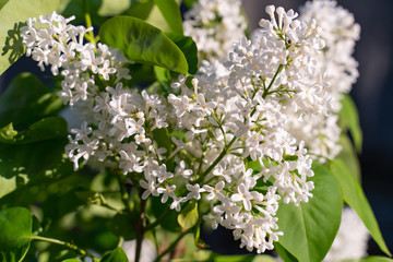 Blossoming common Syringa vulgaris lilacs bush white cultivar. Springtime landscape with bunch of tender flowers.
