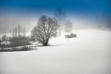 Trees in the mist and snow at winter.