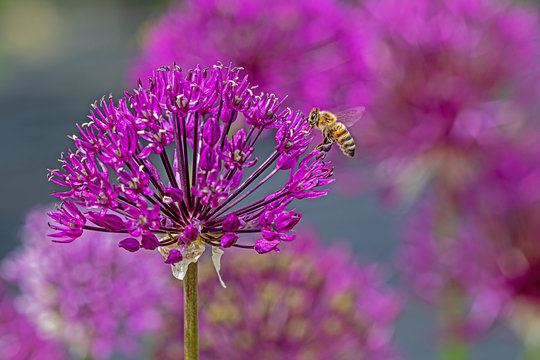 one blossom of a cultivated allium with a bee searching for nectar, many blurred flowers in the background