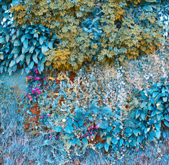 Wall with tropical plants. Climbing plants. Nature background.