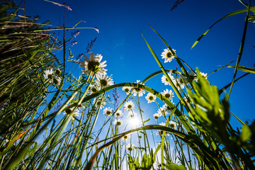 random color summer flowers in green meadow under the sun