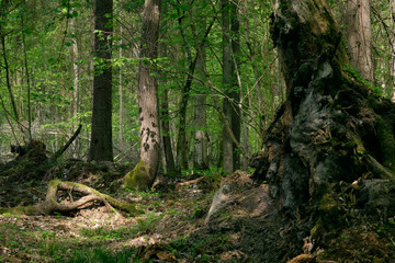 Deciduous stand with hornbeams and oaks