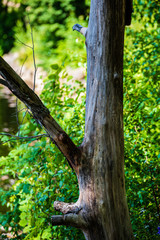 Fototapeta premium tree trunks in sunny summer forest
