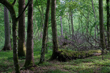 Deciduous stand with hornbeams and oaks