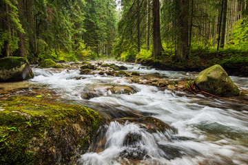 calm forest river hiding behind tree branches