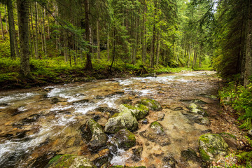 calm forest river hiding behind tree branches