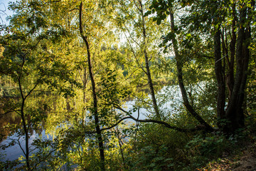 calm forest river hiding behind tree branches