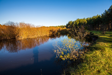 calm forest river hiding behind tree branches