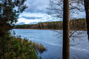 calm forest river hiding behind tree branches