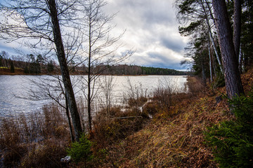 calm forest river hiding behind tree branches