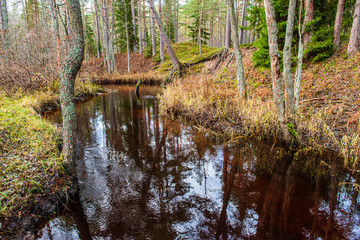 calm forest river hiding behind tree branches