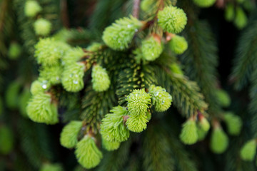Fototapeta premium Closeup of beads of water on dwarf Weeping Norway Spruce tender green growing branchlets in the spring, Quebec City, Quebec, Canada