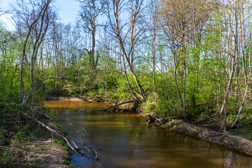 calm forest river hiding behind tree branches © Martins Vanags