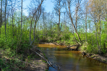 calm forest river hiding behind tree branches