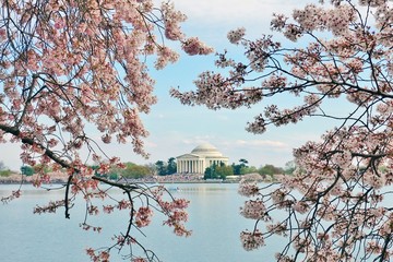 View of the Jefferson Memorial, a landmark monument by the Tidal Basin during the cherry blossom season in the nation’s capital. © eqroy