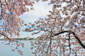 View of the Jefferson Memorial, a landmark monument by the Tidal Basin during the cherry blossom season in the nation’s capital.