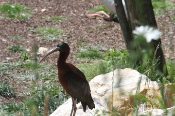 glossy ibis (scientific name: Plegadis falcinellus)