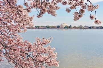 View of the Jefferson Memorial, a landmark monument by the Tidal Basin during the cherry blossom...