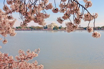 View of the Jefferson Memorial, a landmark monument by the Tidal Basin during the cherry blossom...