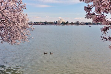 View of the Jefferson Memorial, a landmark monument by the Tidal Basin during the cherry blossom...
