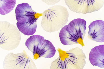 pansy petals on white
