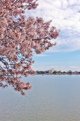 View of the Jefferson Memorial, a landmark monument by the Tidal Basin during the cherry blossom...