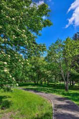 Fototapeta na wymiar Blooming rowan tree, Sorbus Aucuparia near walkway in spring city park