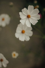 Obraz premium flower, white, nature, spring, daisy, plant, green, garden, flora, yellow, summer, anemone, bloom, macro, closeup, flowers, blossom, beauty, camomile, petal, beautiful, meadow, petals, floral, chamomi