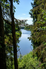 calm forest river hiding behind tree branches