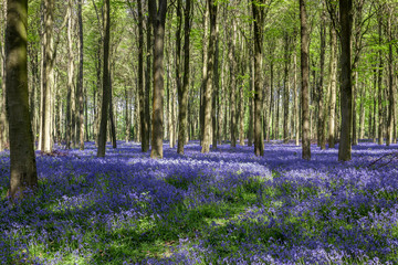 Fototapeta na wymiar Bluebells in Wepham Wood