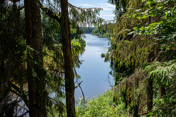 calm forest river hiding behind tree branches