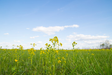 Yellow flowers on the field with blue sky and clouds.