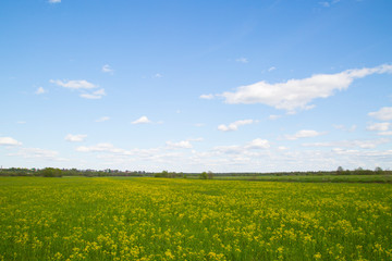 Obraz premium Yellow flowers on the field with blue sky and clouds.
