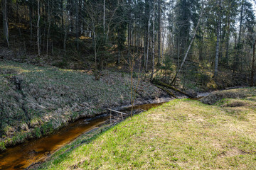 calm forest river hiding behind tree branches