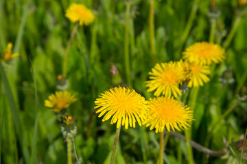 Yellow dandelions in the spring in the city Park.