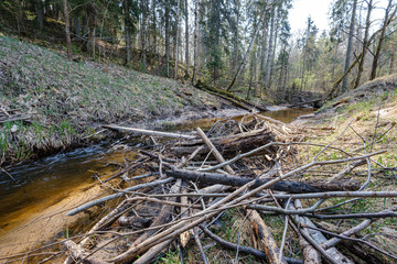 calm forest river hiding behind tree branches