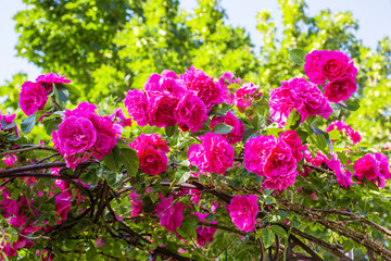 Obraz premium Beautiful pink roses on a wrought iron rose arbor.