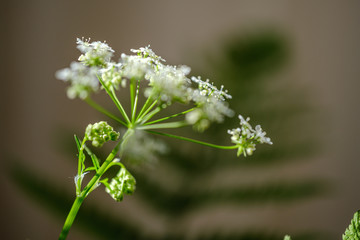 Fototapeta premium composition of small white flowers and fern leaf on green blur background