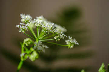 composition of small white flowers and fern leaf on green blur background