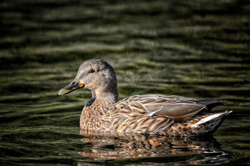 Swimming female mallard duck in late afternoon winter sunlight.