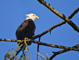 Adult Bald Eagle with ruffled feathers perching on a branch.