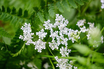 composition of small white flowers and fern leaf on green blur background