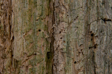 Rotten tree Bark has fallen off