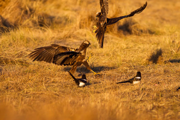 Bird of prey. Natural habitat background. Western Marsh Harrier / Circus aeruginosus